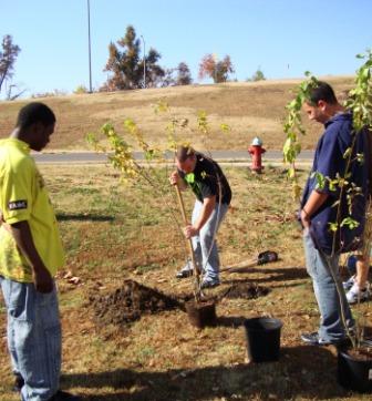Students plant trees for Veterans Day