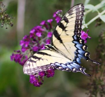 Swallowtail Butterfly with blue tail