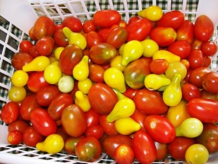 tomatoes may not look like the seed catalog -especially if they are heirloom
