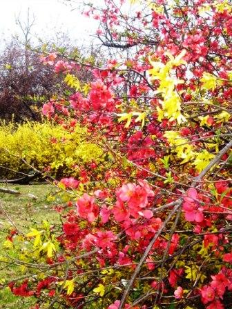 Spring has sprung in the Purchase