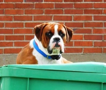 A Hound Dog Named Rufus, a Garbage can Painted Green and Fascism framing the flow of current events into history