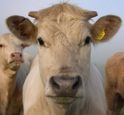 Kentucky Cattlemen's Association asks Dept. of Ag for $1 assessment  