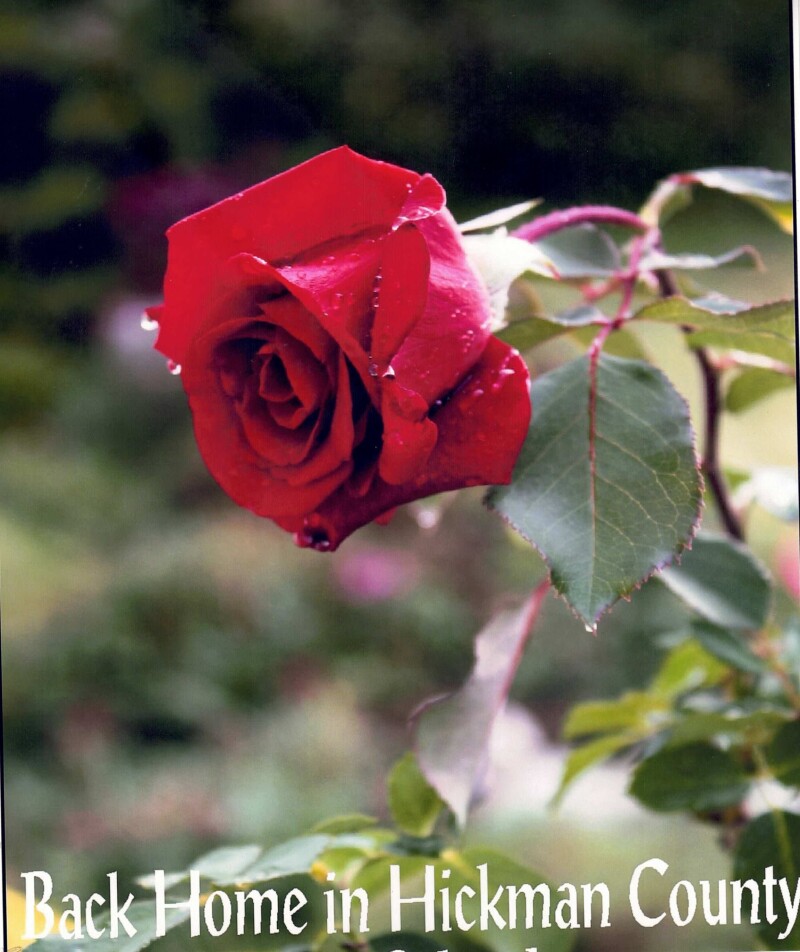 Rule 7 - Look for and connect with the beauty in your life   Rules for Embracing Life in the 21st Century  | Ivan Potter, rules for embracing life, Rule 7, roses, inner sp